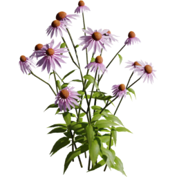 Echinacea purpurea D spring summer autumn