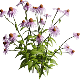 Echinacea purpurea E spring summer autumn