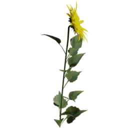 Helianthus annuus A spring summer