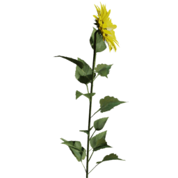 Helianthus annuus B spring summer