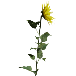 Helianthus annuus C spring summer