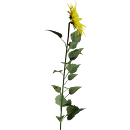 Helianthus annuus D spring summer