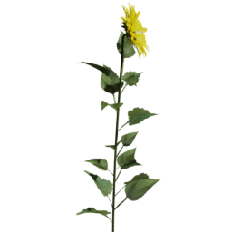 Helianthus annuus E spring summer