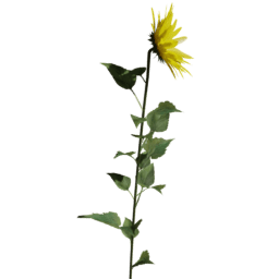 Helianthus annuus F spring summer