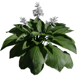 Hosta sieboldiana A spring summer autumn