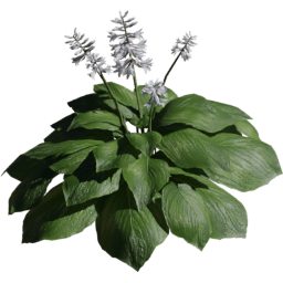 Hosta sieboldiana B spring summer autumn