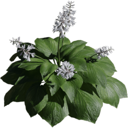 Hosta sieboldiana C spring summer autumn