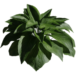 Hosta sieboldiana D spring summer autumn