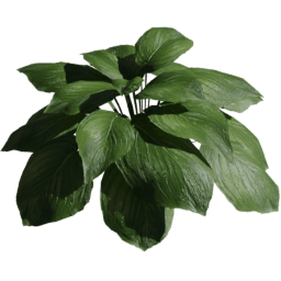 Hosta sieboldiana E spring summer autumn