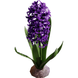 Hyacinthus orientalis A spring summer