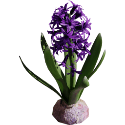 Hyacinthus orientalis B spring summer