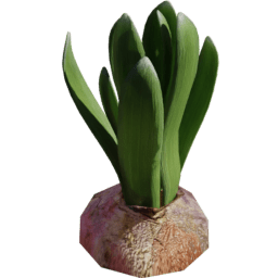 Hyacinthus orientalis C spring summer