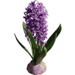 Hyacinthus orientalis D spring summer