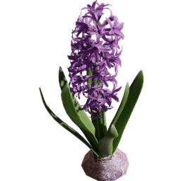 Hyacinthus orientalis E spring summer