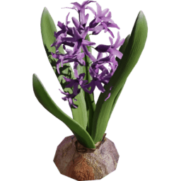 Hyacinthus orientalis F spring summer