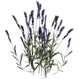 Lavandula angustifolia B spring summer