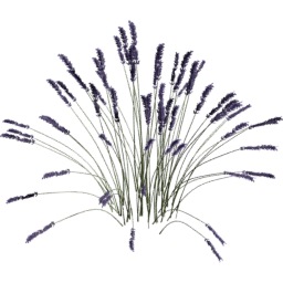 Lavandula angustifolia C spring summer