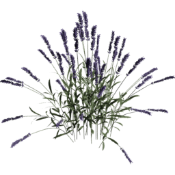 Lavandula angustifolia E spring summer