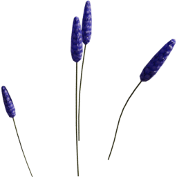 Muscari neglectum A spring summer