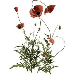 Papaver rhoeas A spring summer autumn