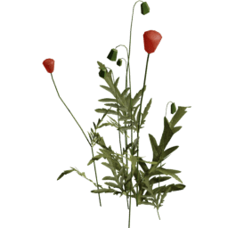 Papaver rhoeas B spring summer autumn