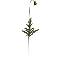 Papaver rhoeas C spring summer autumn