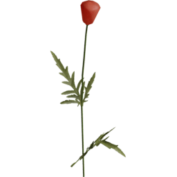 Papaver rhoeas D spring summer autumn