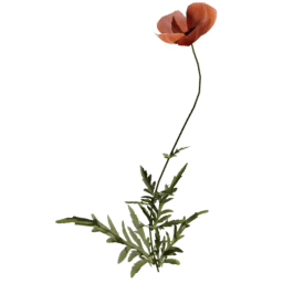 Papaver rhoeas E spring summer autumn