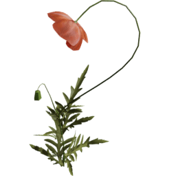 Papaver rhoeas F spring summer autumn