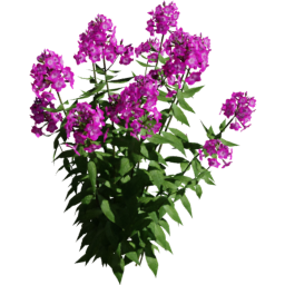 Phlox paniculata A spring summer autumn