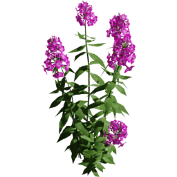 Phlox paniculata B spring summer autumn