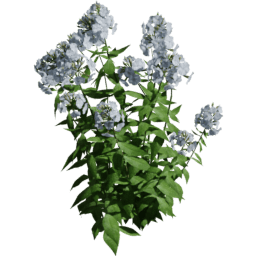 Phlox paniculata C spring summer autumn