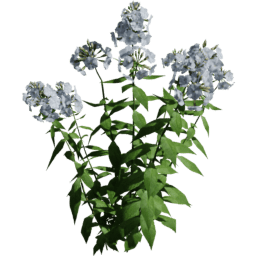 Phlox paniculata D spring summer autumn