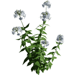 Phlox paniculata E spring summer autumn