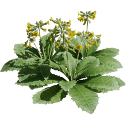 Primula veris A spring summer autumn