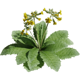 Primula veris B spring summer autumn