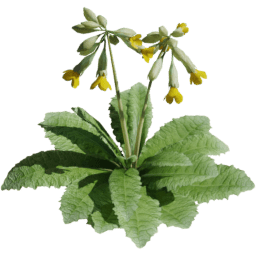Primula veris C spring summer autumn
