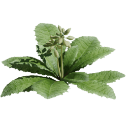 Primula veris D spring summer autumn