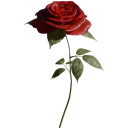 Rosa gallica A spring summer autumn