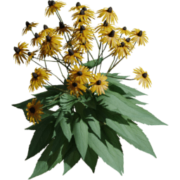 Rudbeckia fulgida A spring summer autumn