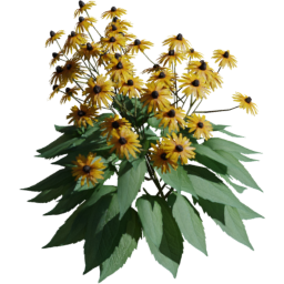 Rudbeckia fulgida B spring summer autumn