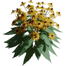 Rudbeckia fulgida C spring summer autumn