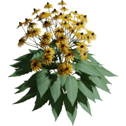 Rudbeckia fulgida D spring summer autumn