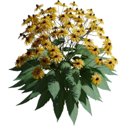 Rudbeckia fulgida E spring summer autumn