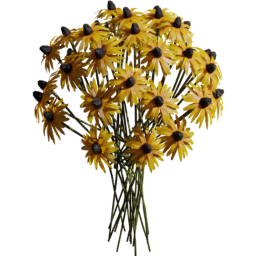 Rudbeckia fulgida F spring summer autumn
