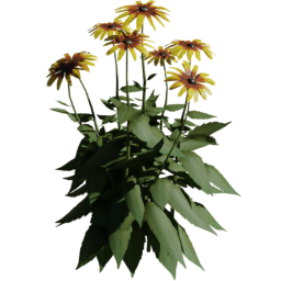 Rudbeckia hirta A spring summer autumn