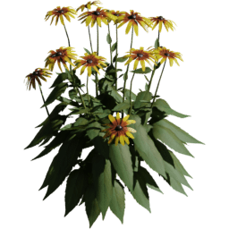 Rudbeckia hirta B spring summer autumn