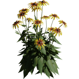 Rudbeckia hirta C spring summer autumn