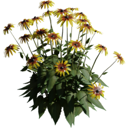 Rudbeckia hirta D spring summer autumn