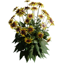 Rudbeckia hirta E spring summer autumn